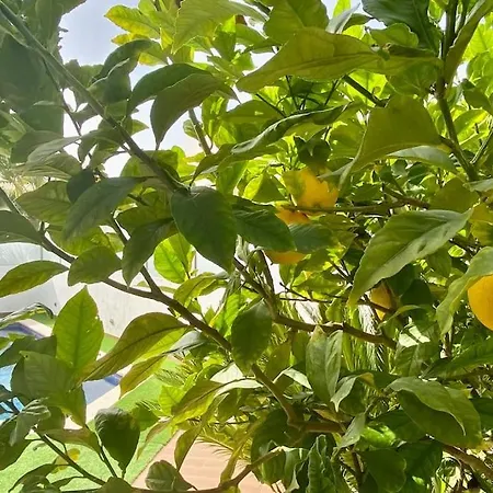 Limoeiro - Beautiful New Nestled In The Heart Of Gale * Guia (Faro)